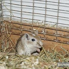 Ørkenrotte Spotligt *Broget agouti*