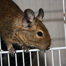 Degu † Diablo †