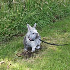 Kanin Ella-nin (hankanin)