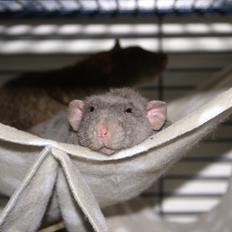 Tamrotte Kungfu | DayDream *Skalde*