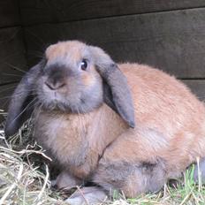 Kanin Naked Nagini Tosqua