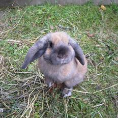 Kanin Naked Nagini Tosqua