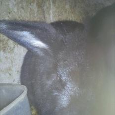 Kanin Stjernen´s Joke!<3 MIT SAVN!<3