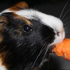 Marsvin Tøsen Aka. Gnaske <3