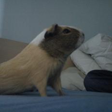 Marsvin Aphrodite R.I.P