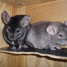 Chinchilla Bakkehusets Bumle