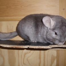 Chinchilla Bakkehusets Bumle