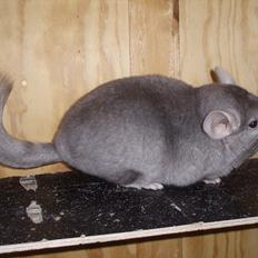 Chinchilla Bakkehusets Bumle