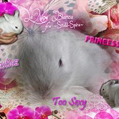 Kanin La Niña Blanca fra ~Stald-Spire©~
