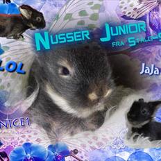 Kanin Nusser Júnior fra ~Stald-Spire©~