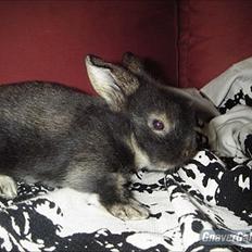 Kanin Stald-Spires Nusser Júnior