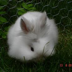 Kanin Fnug - Løvehoved