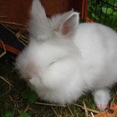 Kanin Fnug - Løvehoved