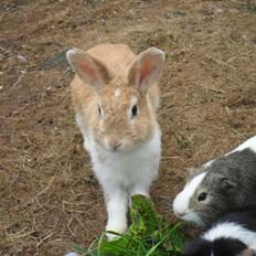 Kanin Noname<3*SAVNET*