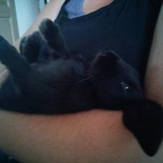 Kanin beauty my superwomen