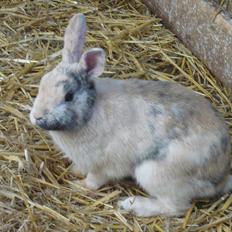 Kanin Doffy<3 (DØD) :'(