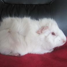 Marsvin Pjerrot von Holt