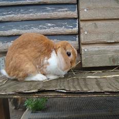 Kanin flower min søsters <3<3R.I.P :`(