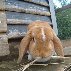 Kanin flower min søsters <3<3R.I.P :`(