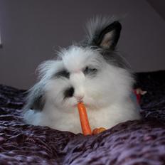 Kanin Panda (teddy dværg)