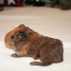 Marsvin Tasmanian Devil 'Taz'