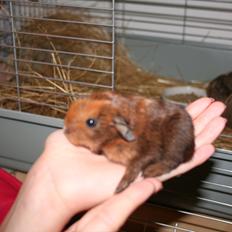 Marsvin Tasmanian Devil 'Taz'