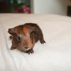 Marsvin Tasmanian Devil 'Taz'