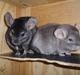 Chinchilla Bakkehusets Bumle