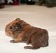 Marsvin Tasmanian Devil 'Taz'
