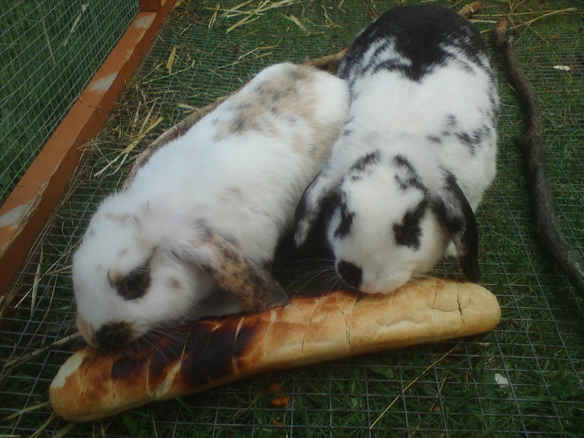 Kanin |DV| Aras´ Kasmira - Mor & Datter <3 De elsker bare hinanden så meget :* billede 11