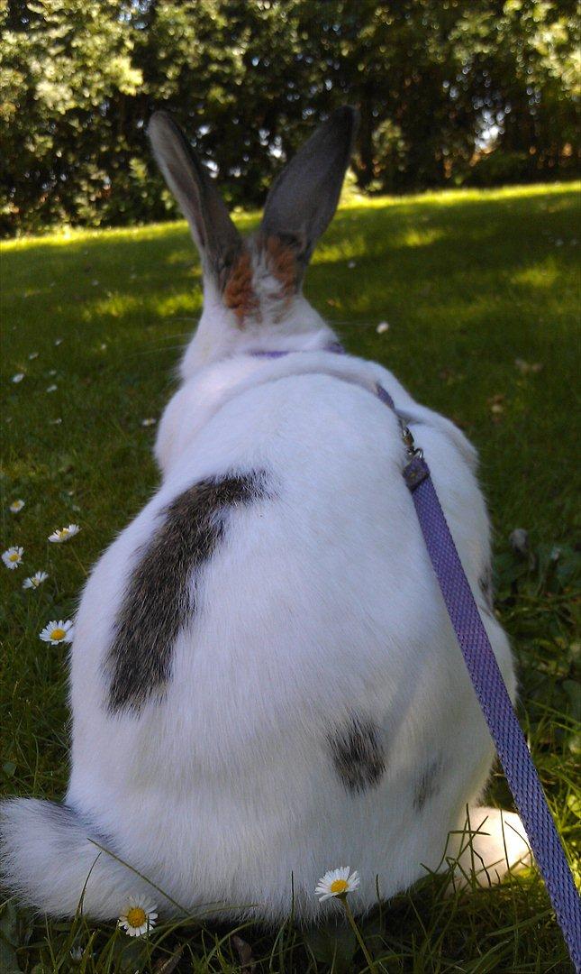 Kanin Thorsteds Prinsesse billede 2