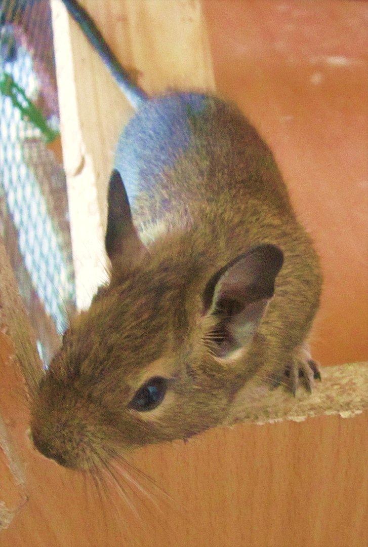 Degu † Diablo † billede 3