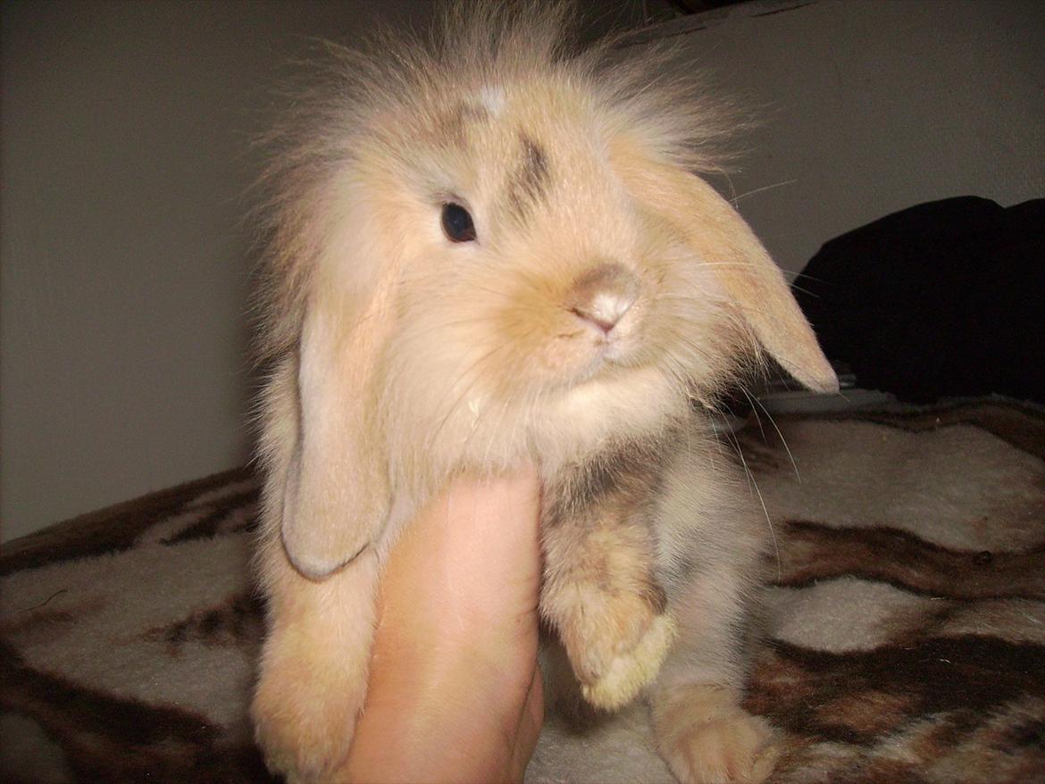 Kanin meisy (tidligergnaver) billede 3