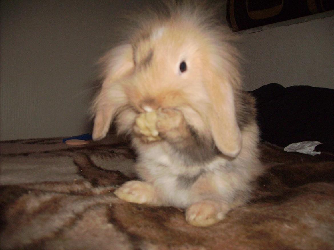 Kanin meisy (tidligergnaver) billede 2
