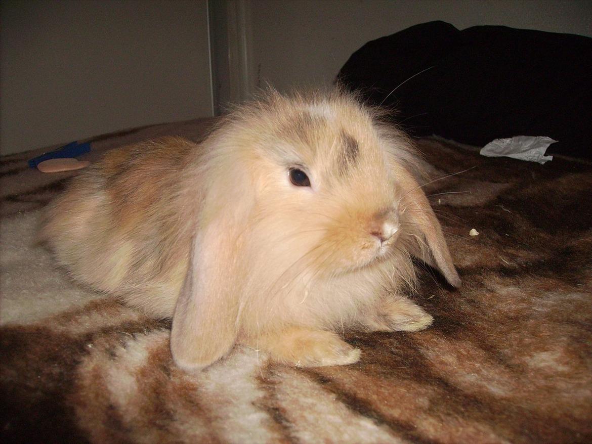 Kanin meisy (tidligergnaver) billede 4