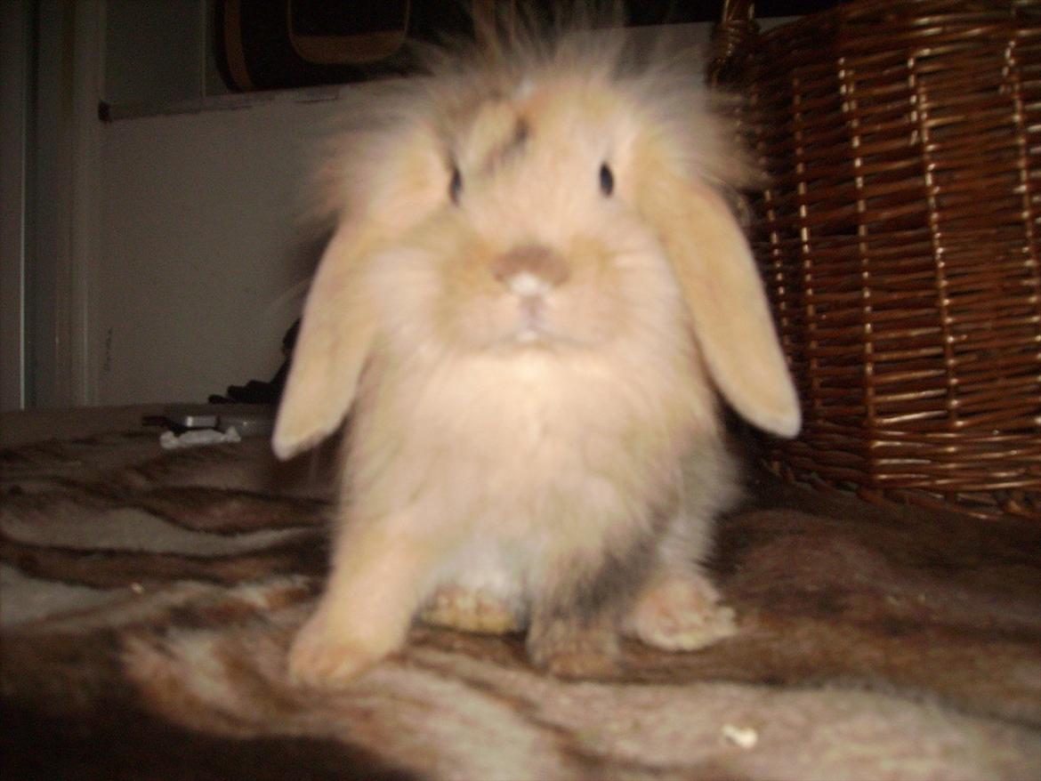 Kanin meisy (tidligergnaver) billede 1