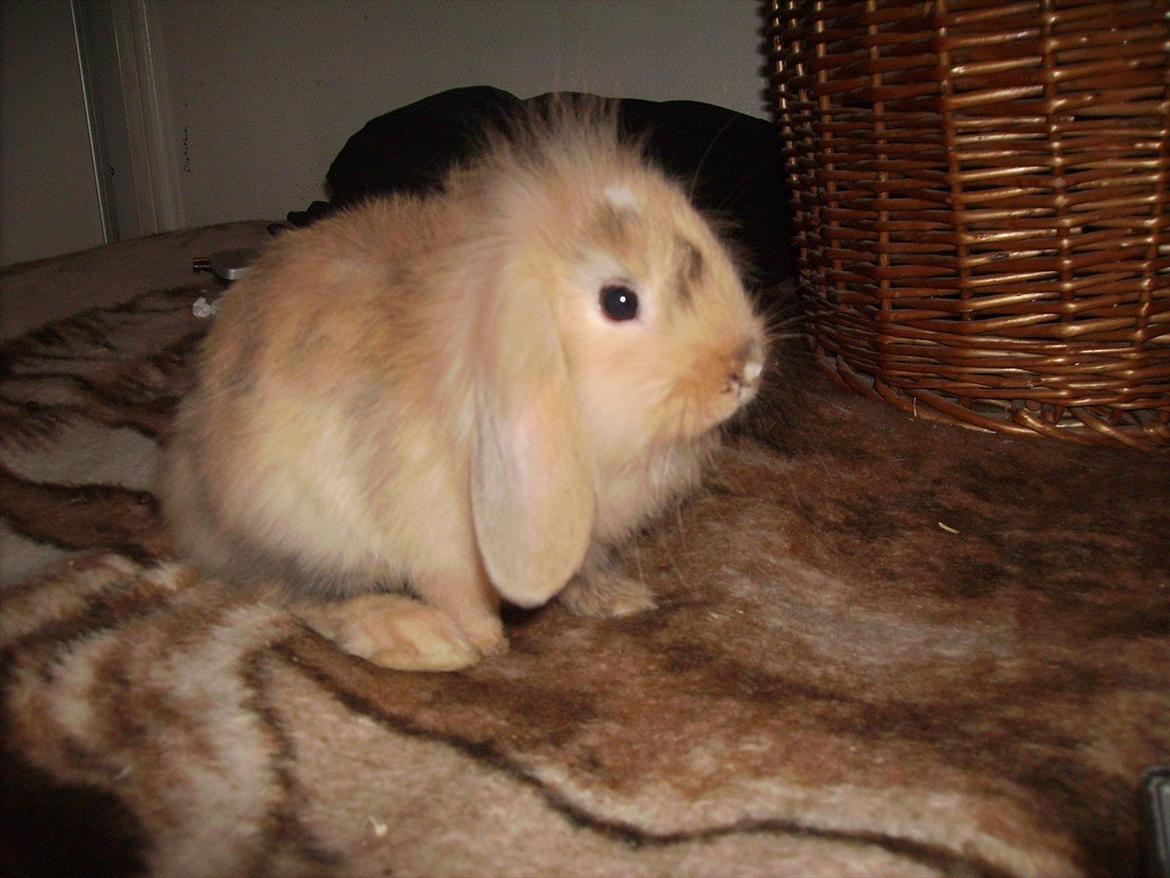 Kanin meisy (tidligergnaver) billede 5