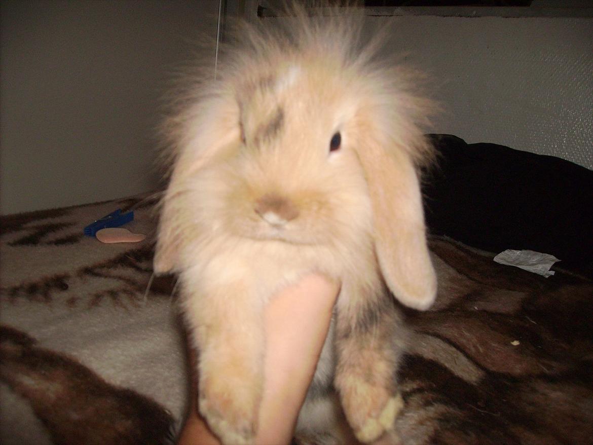 Kanin meisy (tidligergnaver) billede 8