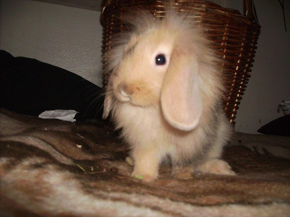 Kanin meisy (tidligergnaver) billede 7