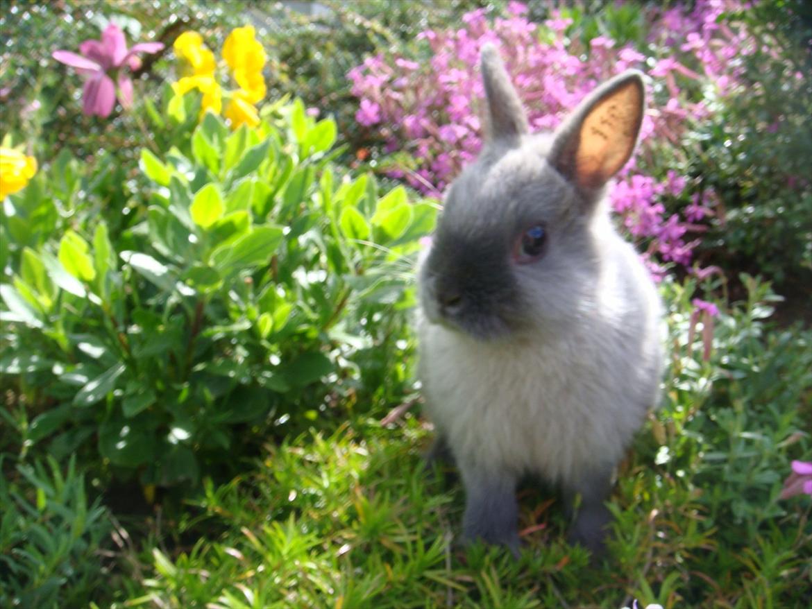 Kanin Bello *hermelin* billede 3