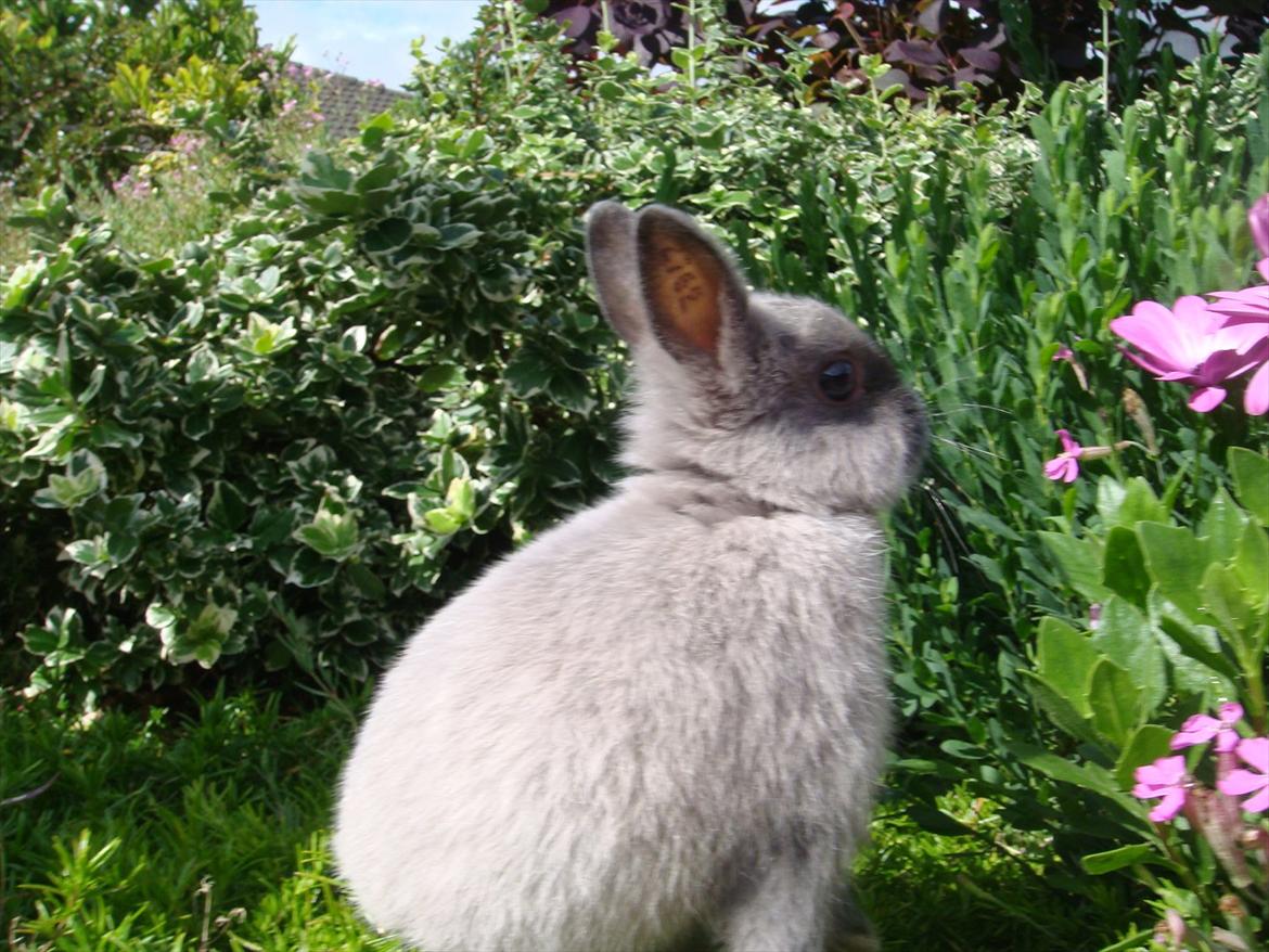 Kanin Bello *hermelin* billede 2