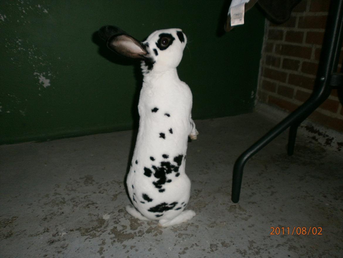 Kanin Ninkos (rex) - Han overvejer at hoppe op på bordet...  billede 17