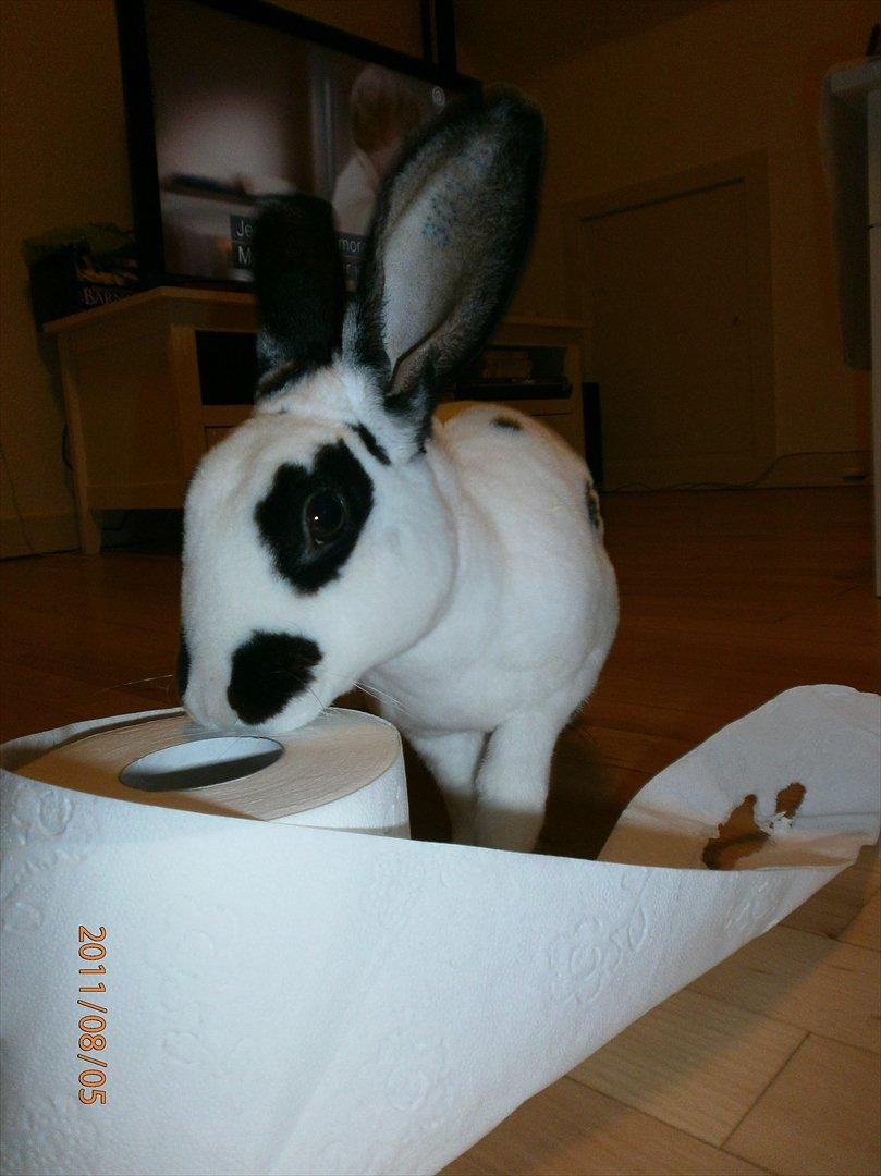 Kanin Ninkos (rex) - Jeg må altså gerne flænse toiletpapir?! billede 18