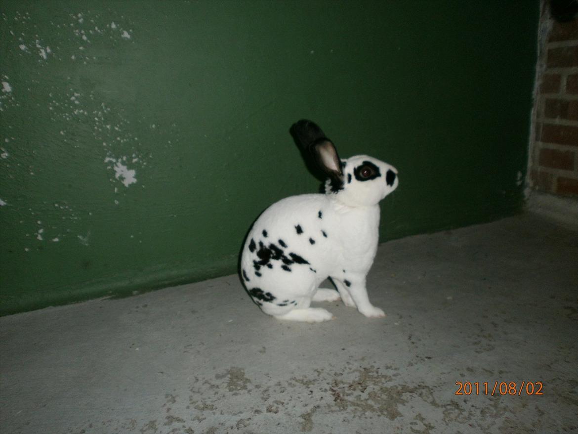 Kanin Ninkos (rex) billede 19