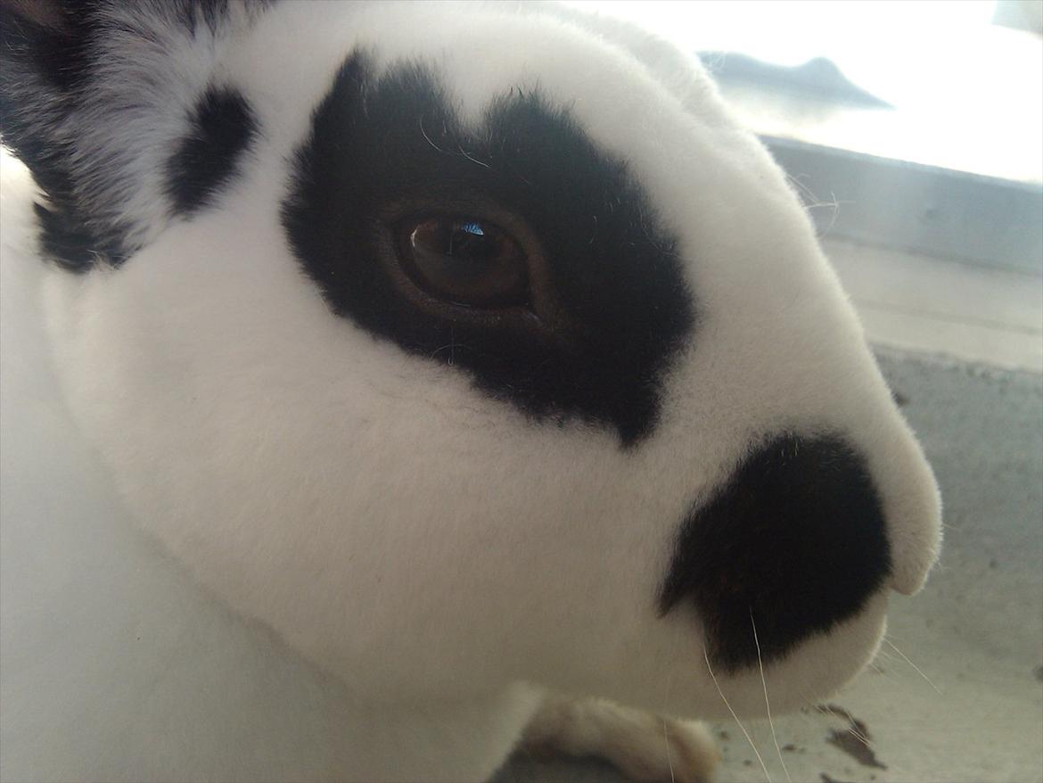 Kanin Ninkos (rex) - Ninkos træt og tæt på. billede 20