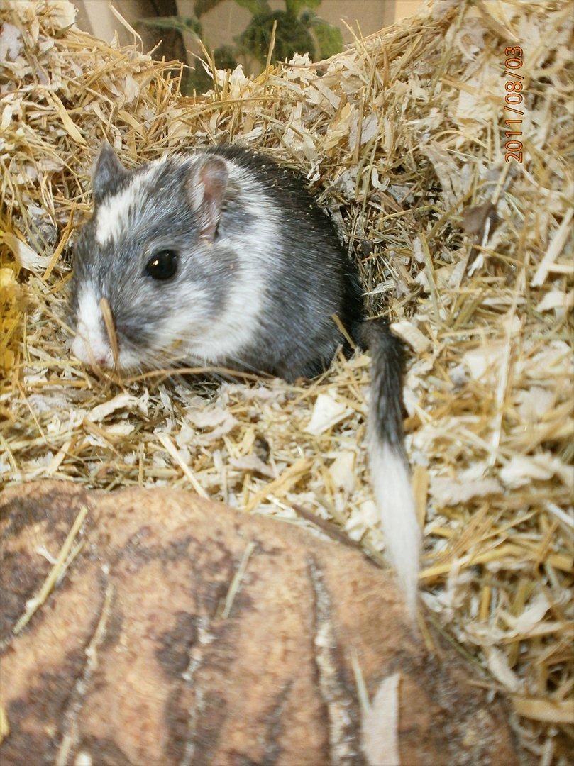 Ørkenrotte Black and white - Velkommen! billede 1