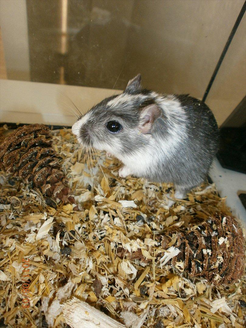 Ørkenrotte Black and white billede 5