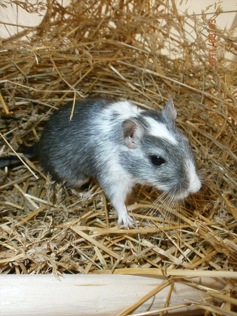 Ørkenrotte Black and white billede 2