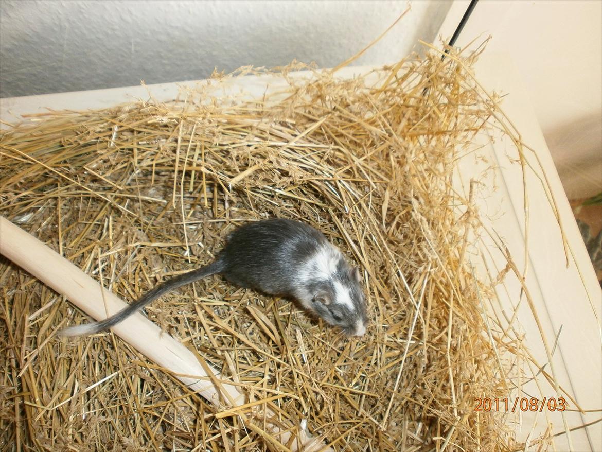 Ørkenrotte Black and white billede 3