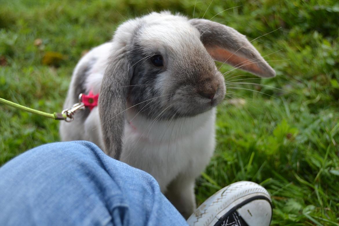 Kanin Æblehavens Mozilla Firefox billede 1